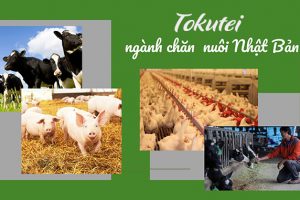 Đơn tuyển Tokutei Chăn nuôi có tốt không? Công việc thực tế ra sao?