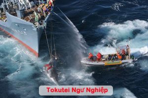Tokutei Ngư nghiệp là gì? Đơn tuyển Tokutei Ngư nghiệp có gì đặc biệt?