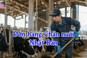 Đơn hàng Chăn nuôi Nhật Bản: Lương, việc làm, điều kiện & cách đậu nhanh